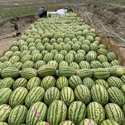Potted small watermelon seeds